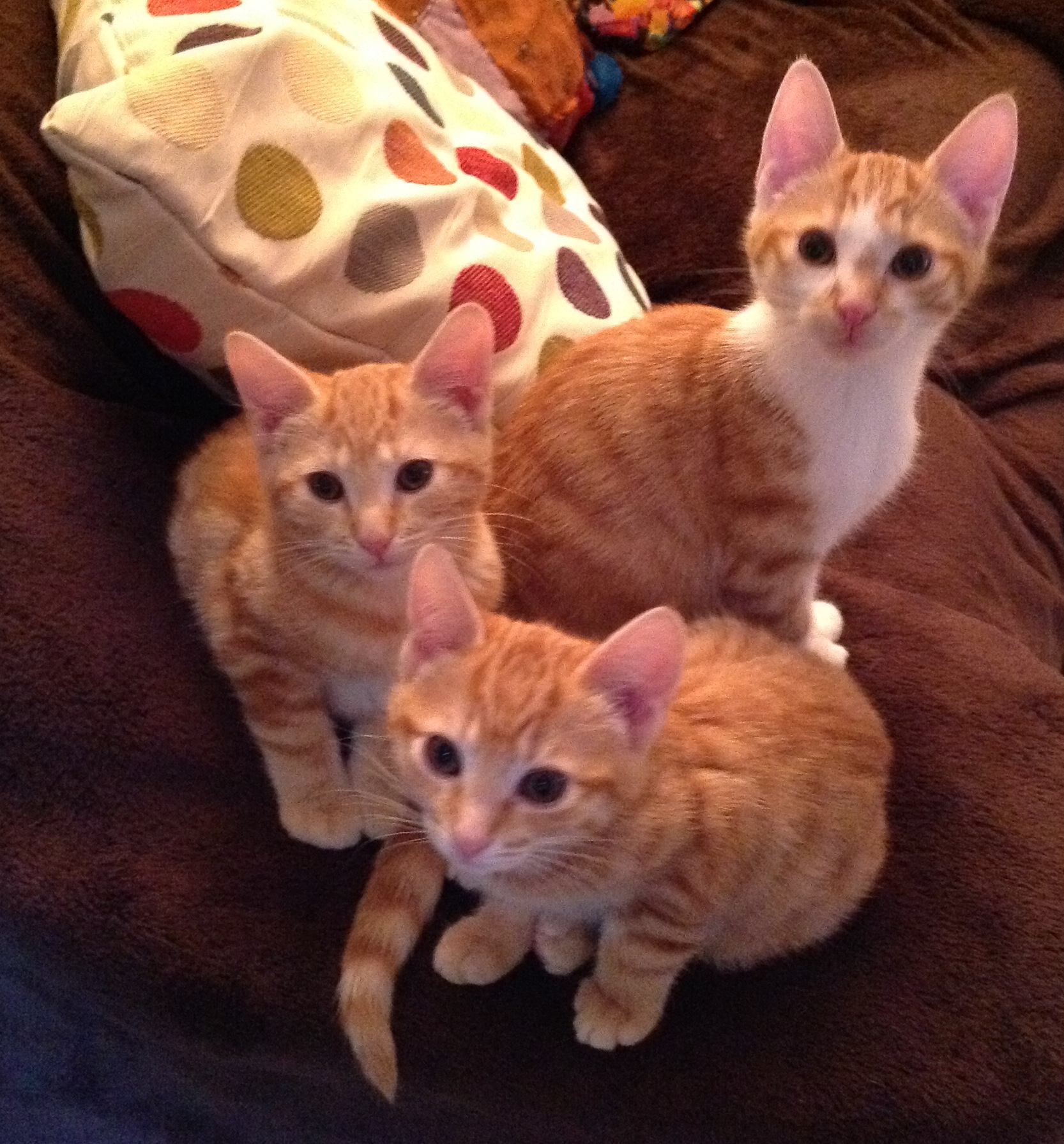 Lily, Henry and Cleo